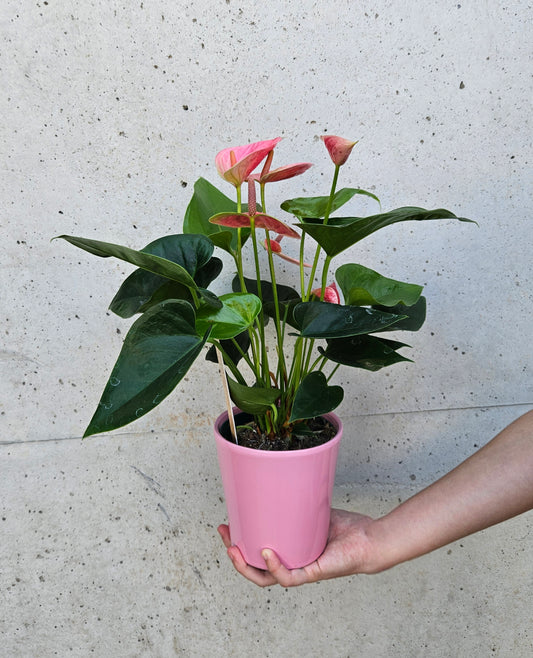Anthurium