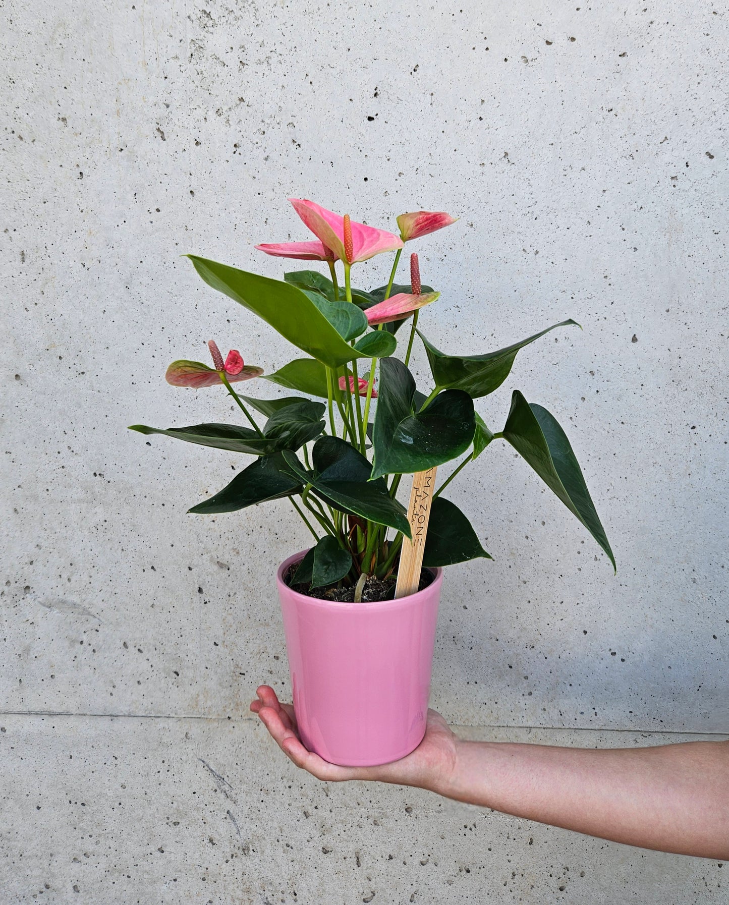 Anthurium