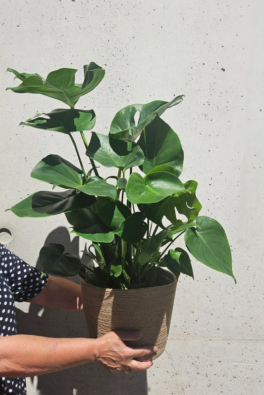 Monstera