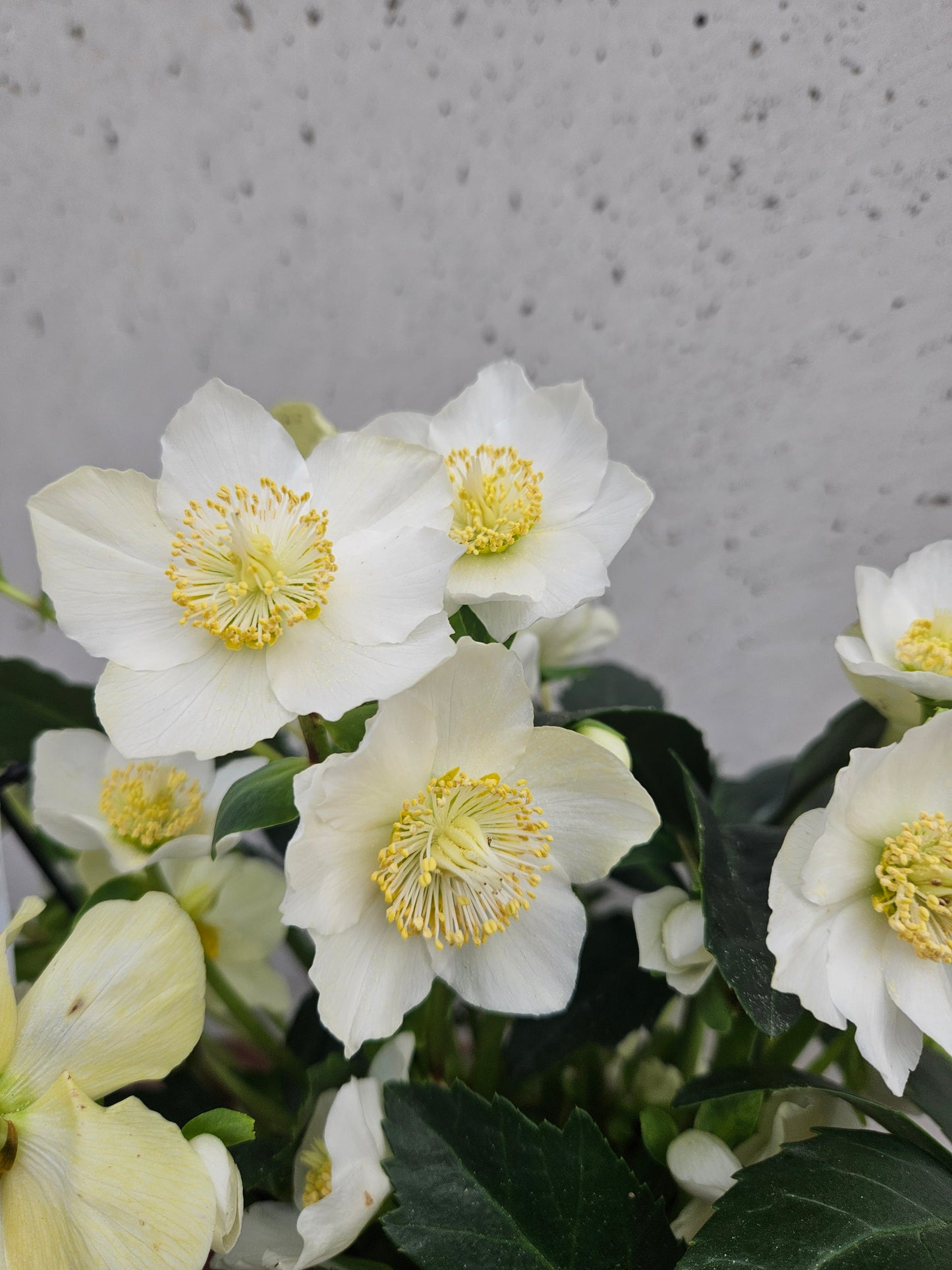 Hellébore "Rose de Noël"