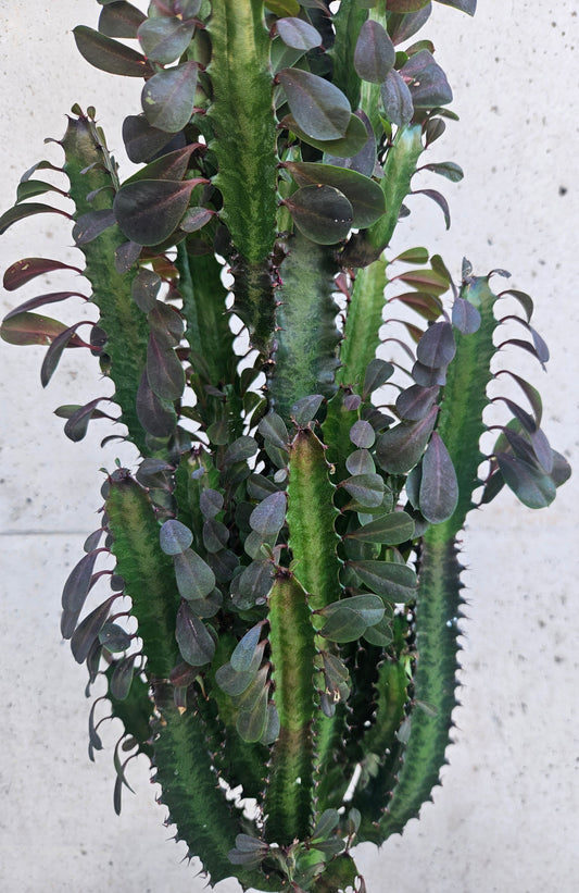 Euphorbe Trigona Rubra