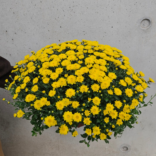 Chrysanthème Pompom Jaune