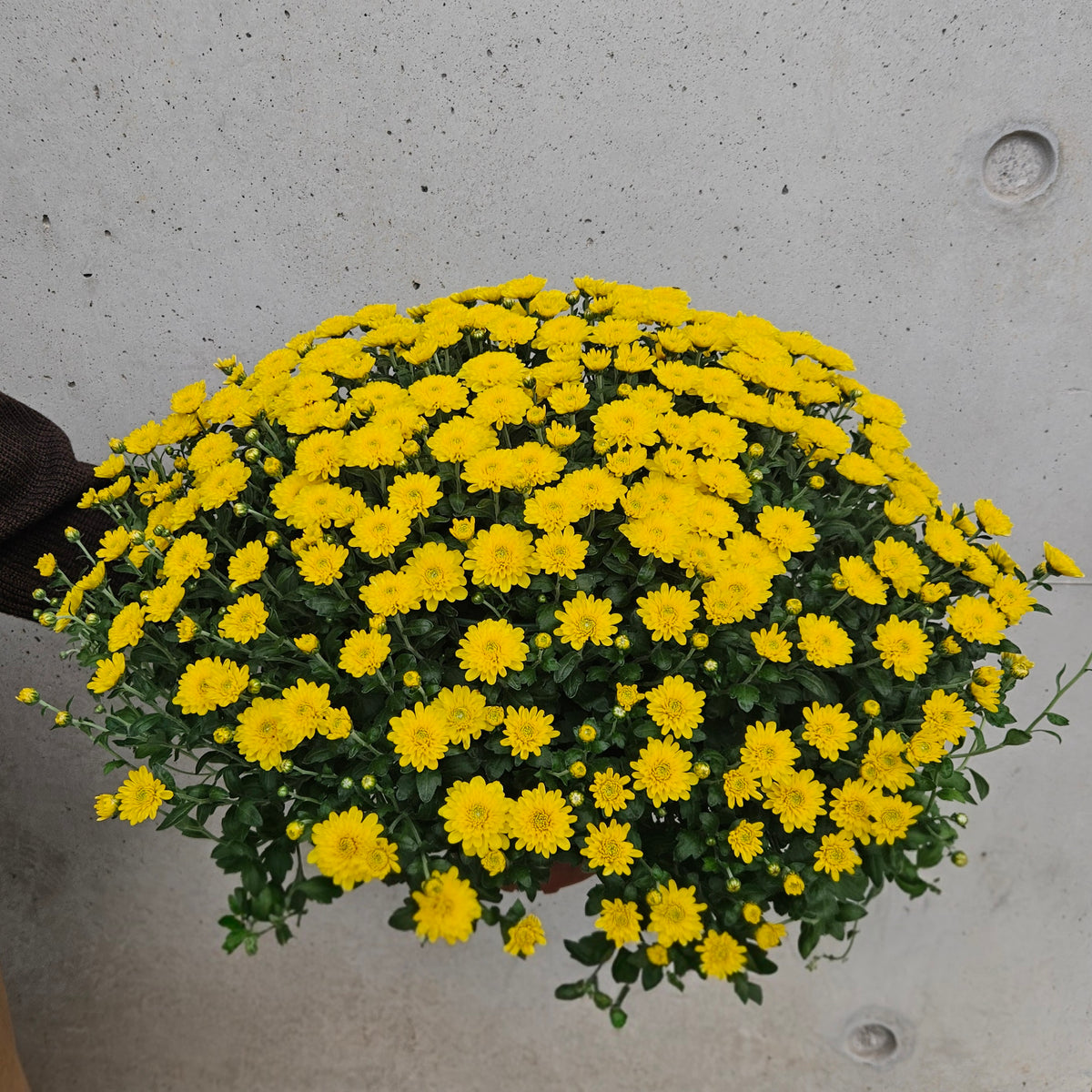 Chrysanthème Pompom Jaune