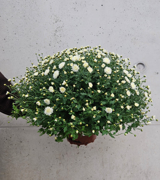 Chrysanthème Pompom Blanc