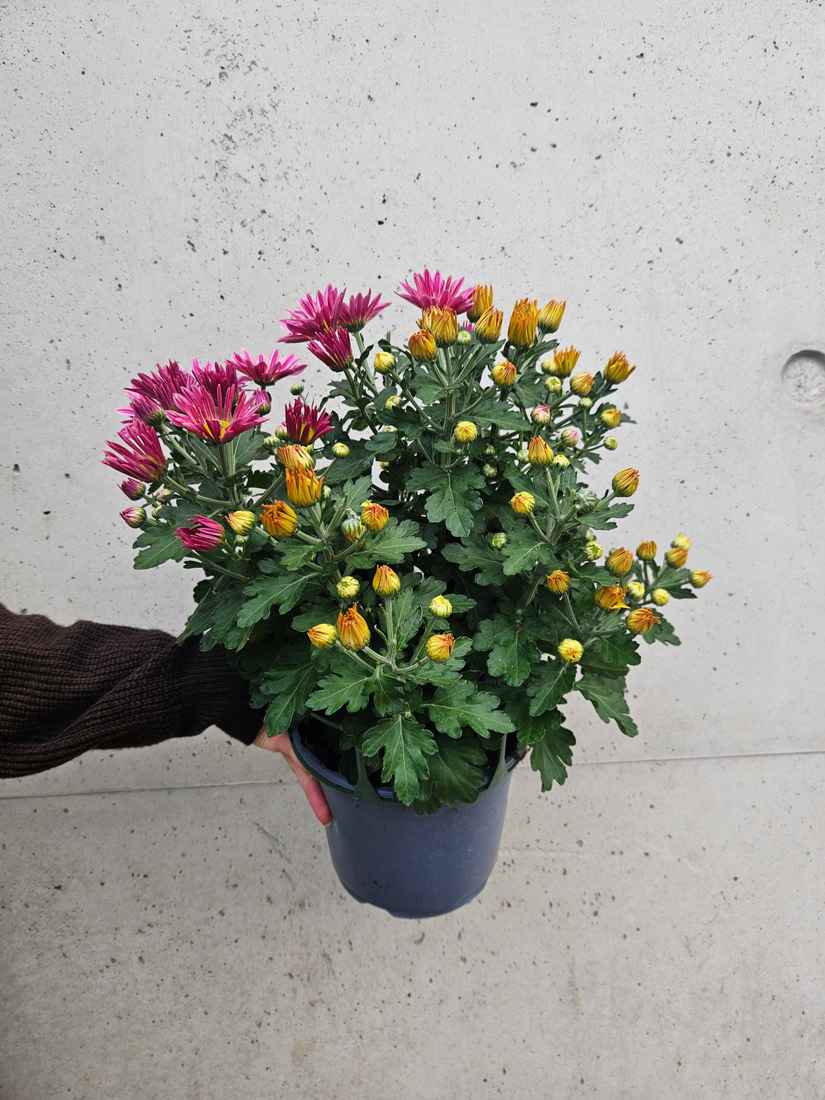 Marguerite D'Automne