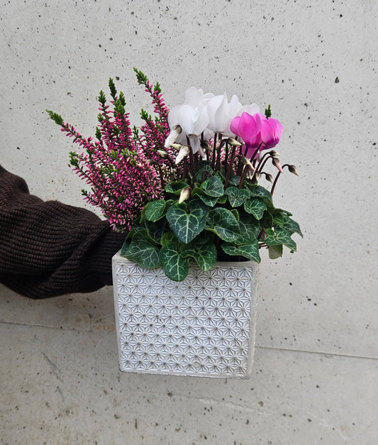 Composition de Cyclamen et Bruyère