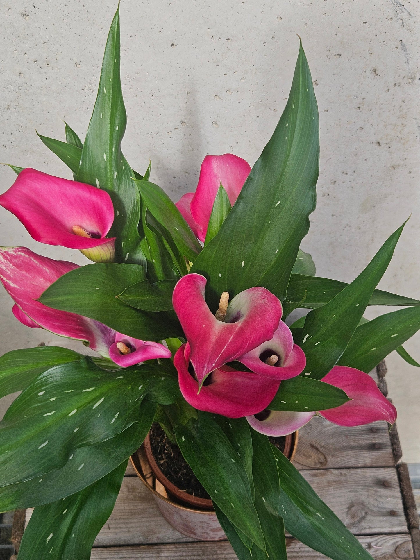 Arum Couleur
