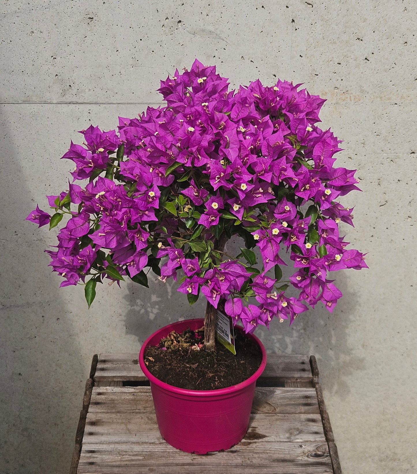 Bougainvillier