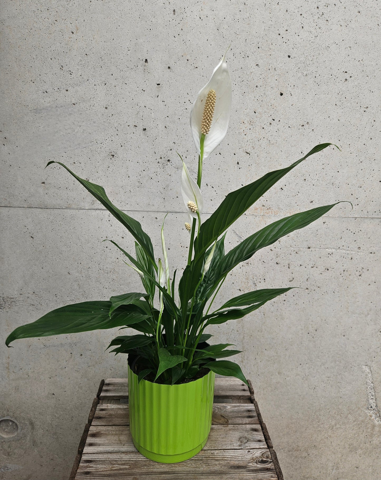 Spathiphyllum "Fleur de Lune"