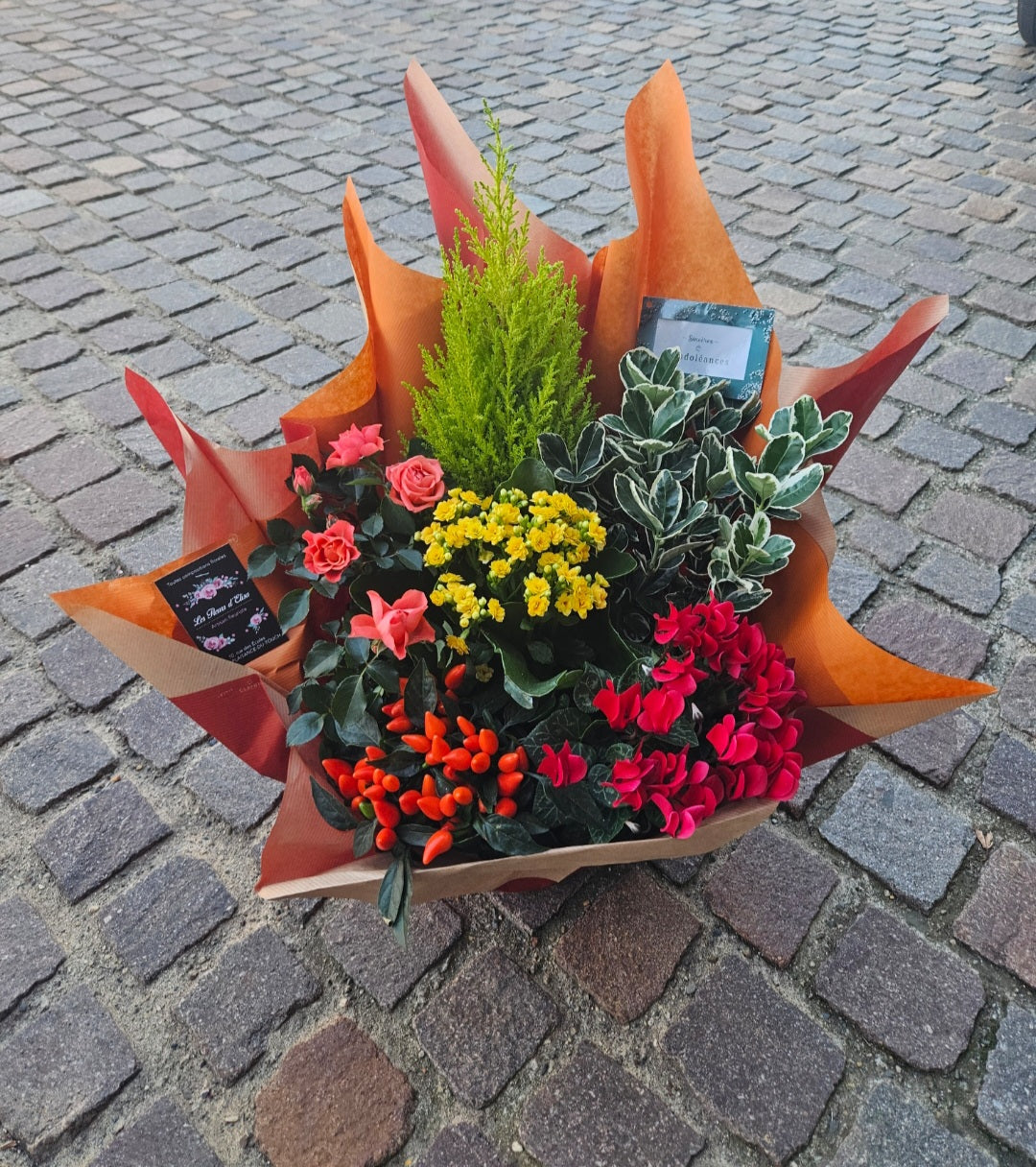 Composition de Plantes Colorés