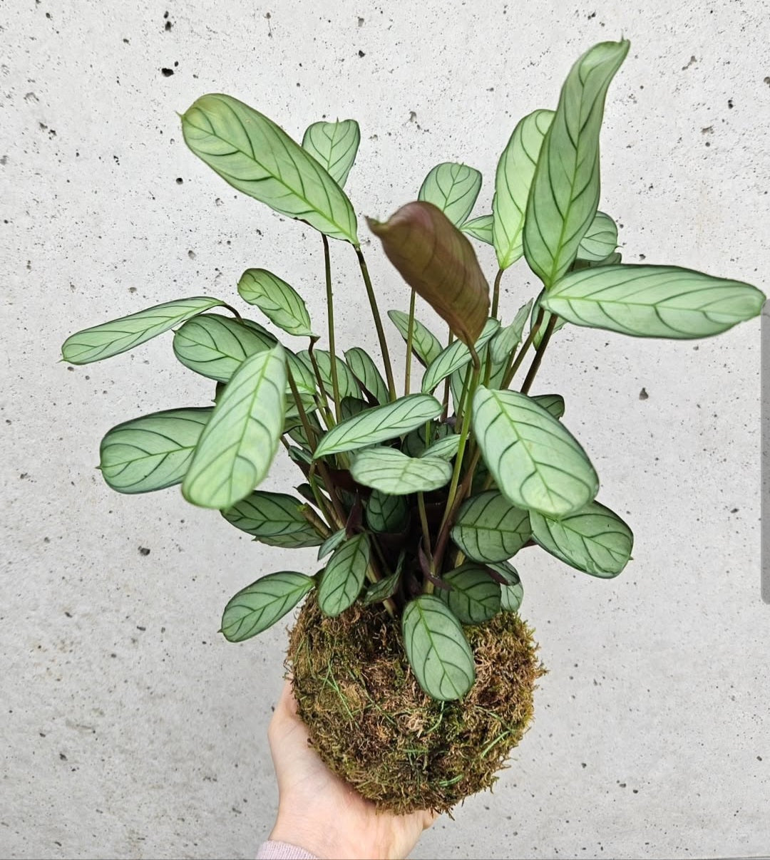 Atelier "Création d'un kokedama"