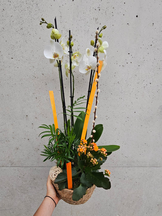 Jardin de plante d'intérieur