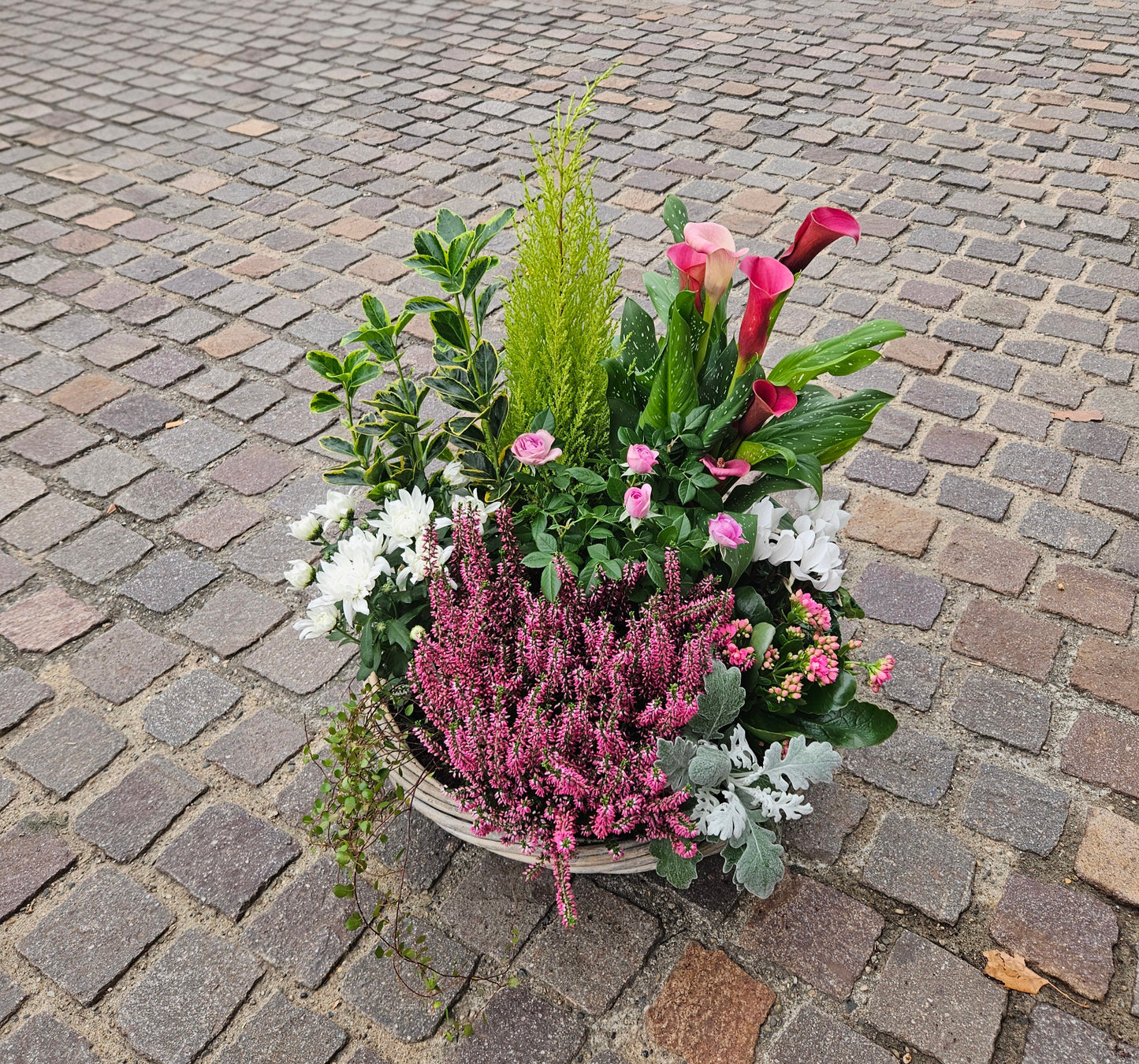 Composition de plantes "OSIER"