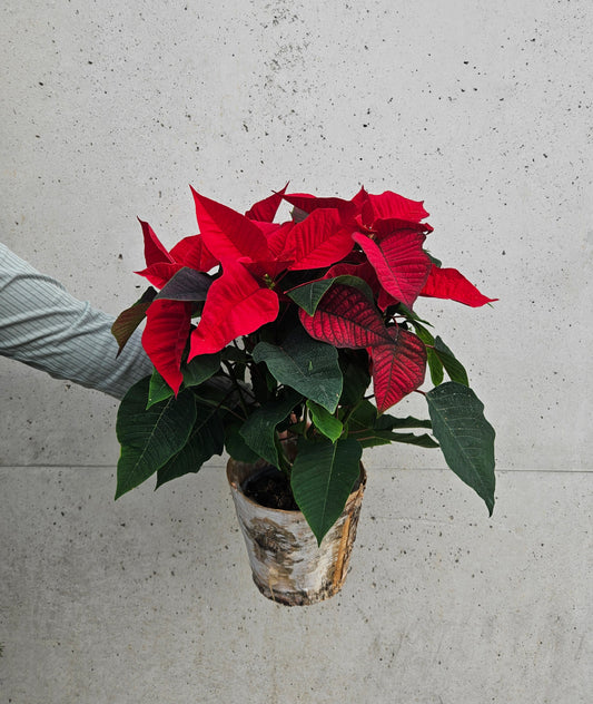 Poinsettia "Etoile de Noël"