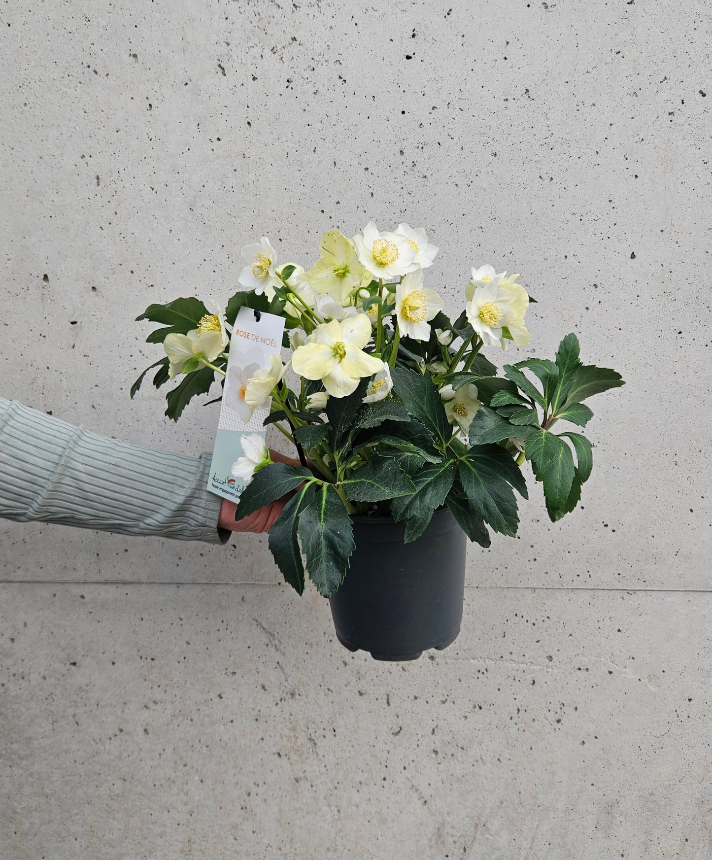 Hellébore "Rose de Noël"