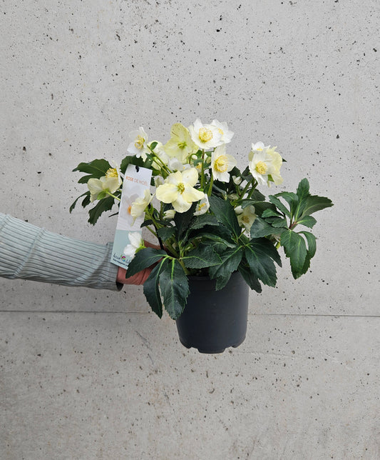 Hellébore "Rose de Noël"