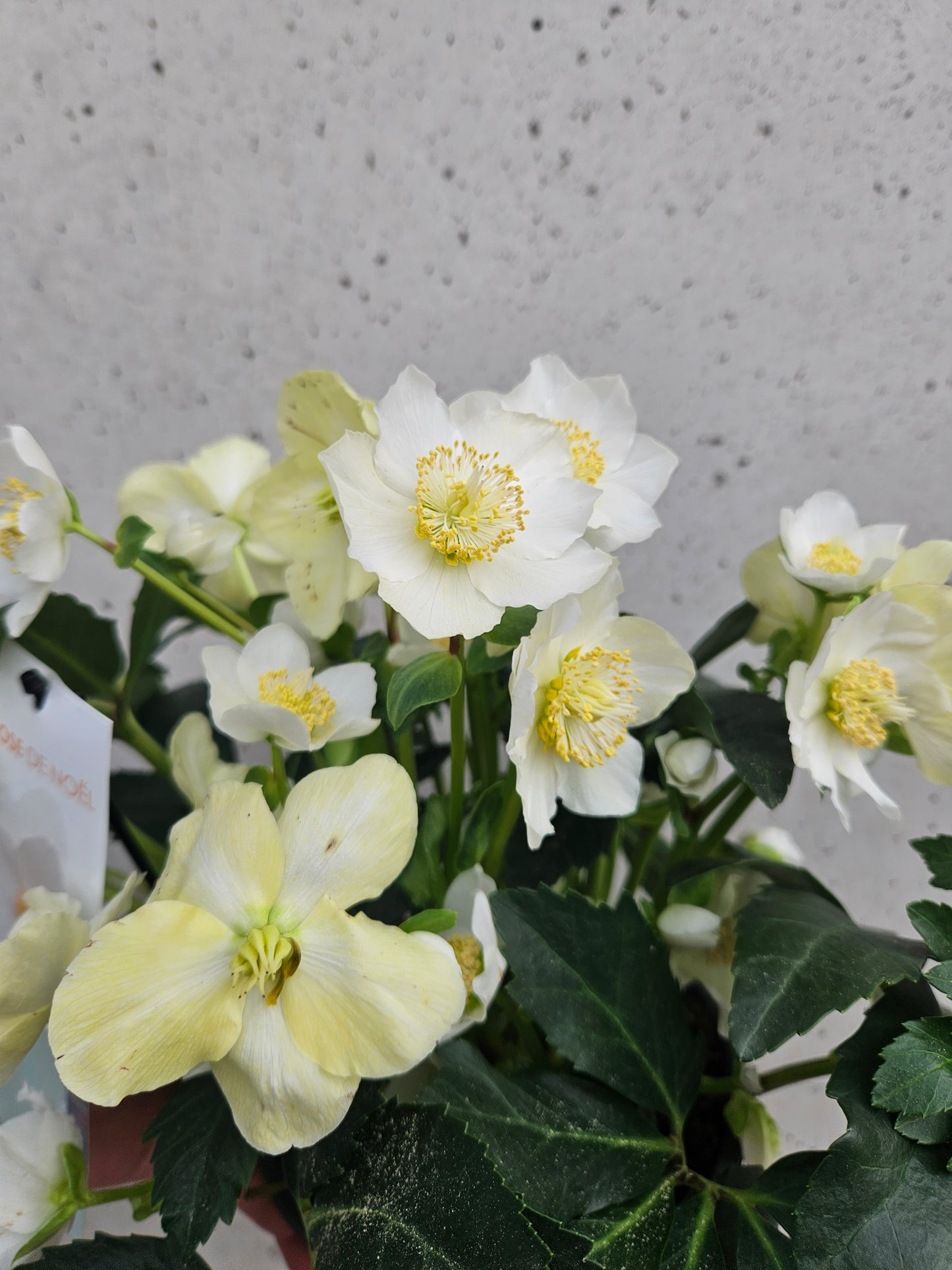 Hellébore "Rose de Noël"