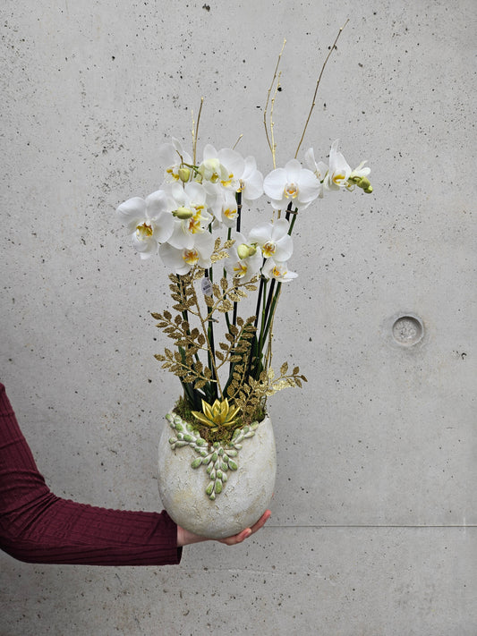 Composition d'orchidées