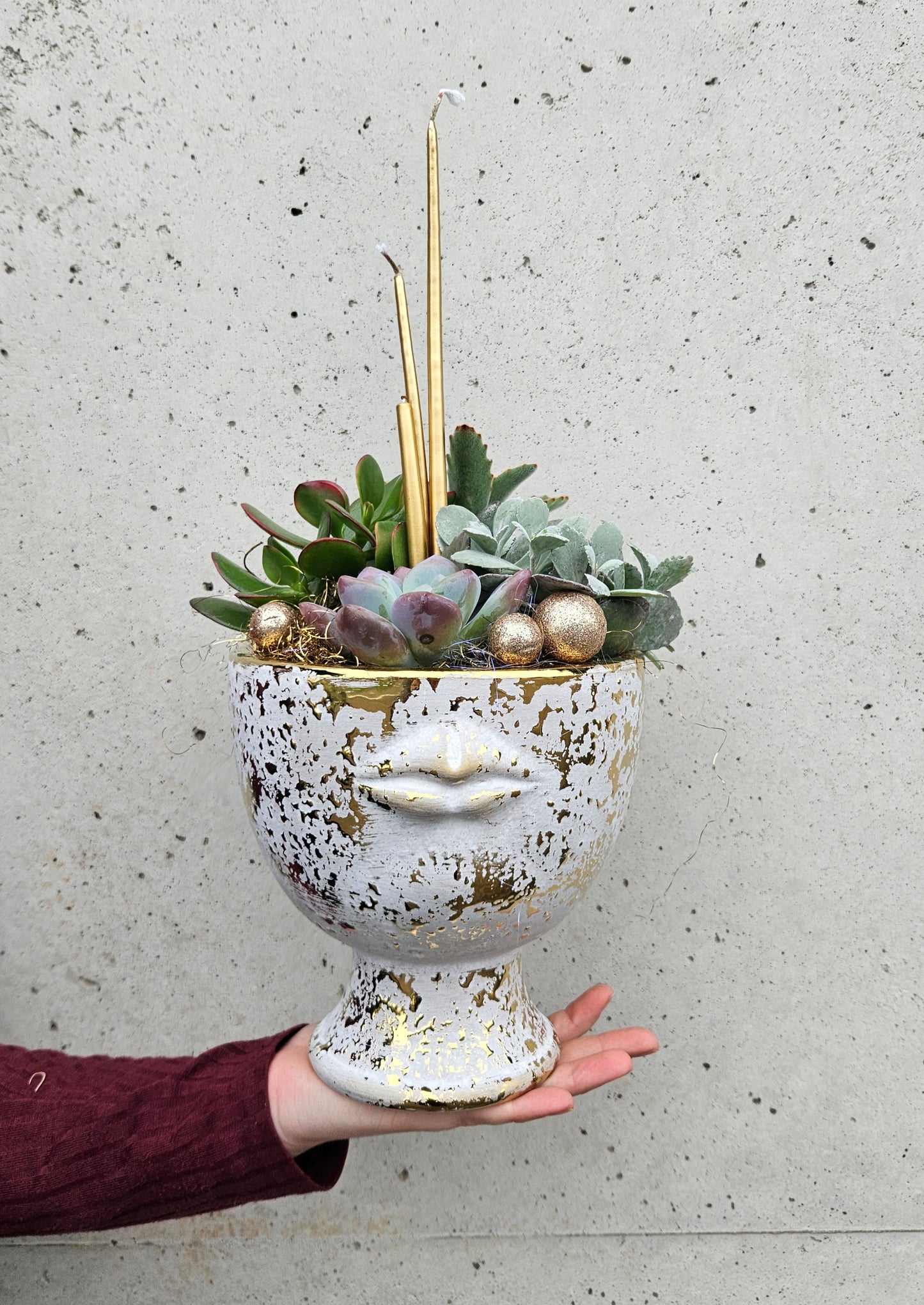 Composition de Plantes Grasses