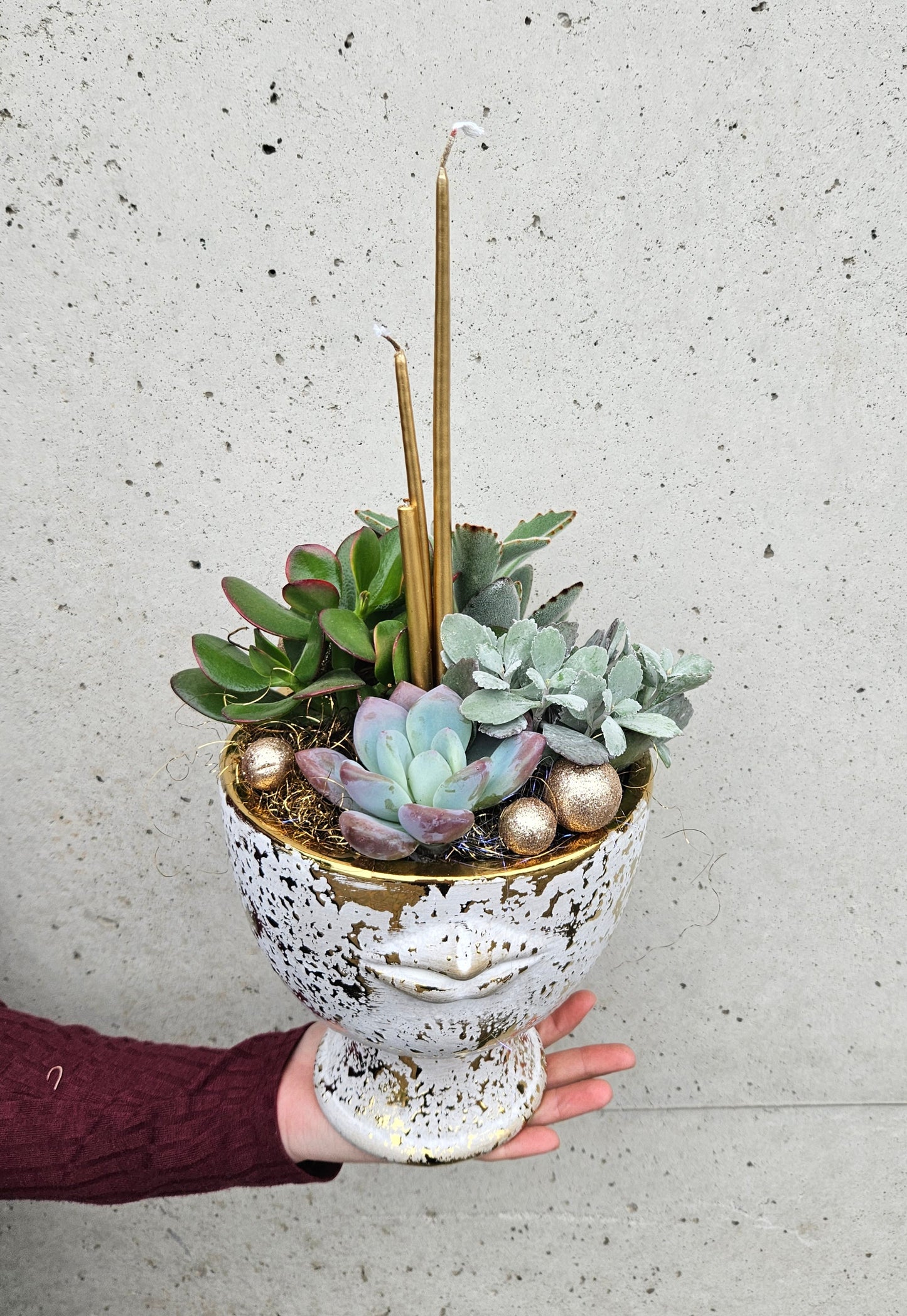 Composition de Plantes Grasses