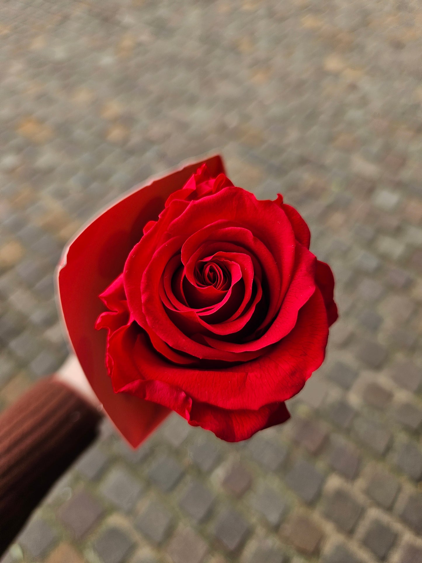 Rose Eternelle