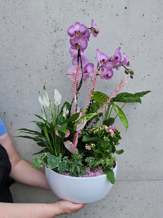 Composition de Plantes d'intérieur