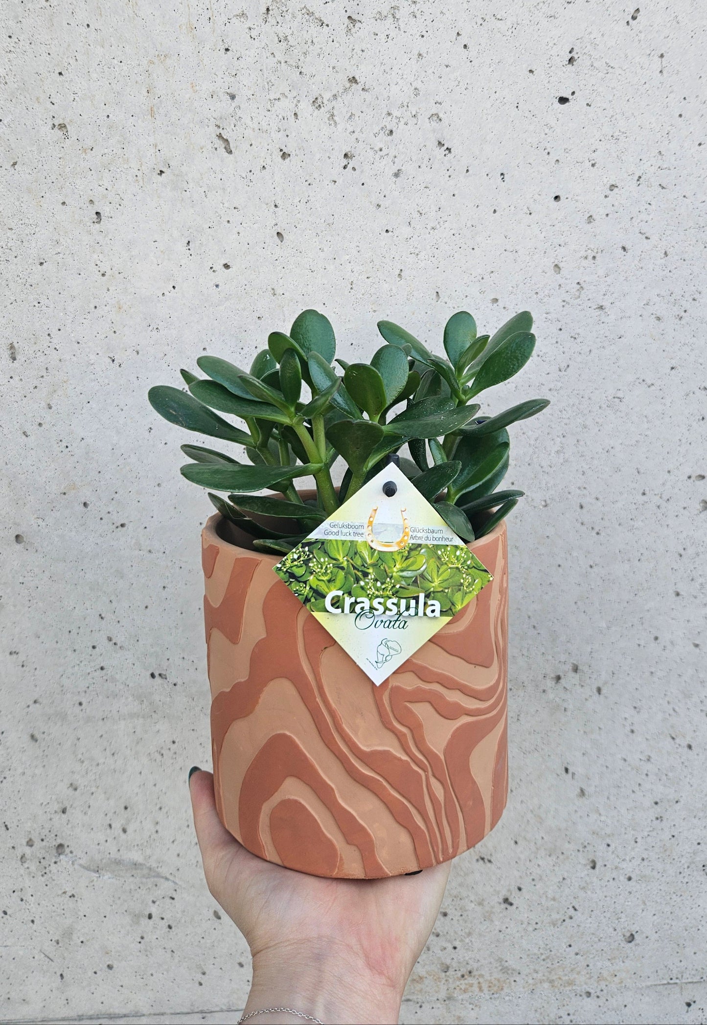 Crassula "Arbre de Jade"