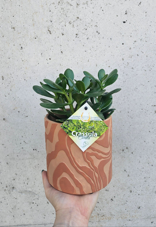 Crassula "Arbre de Jade"