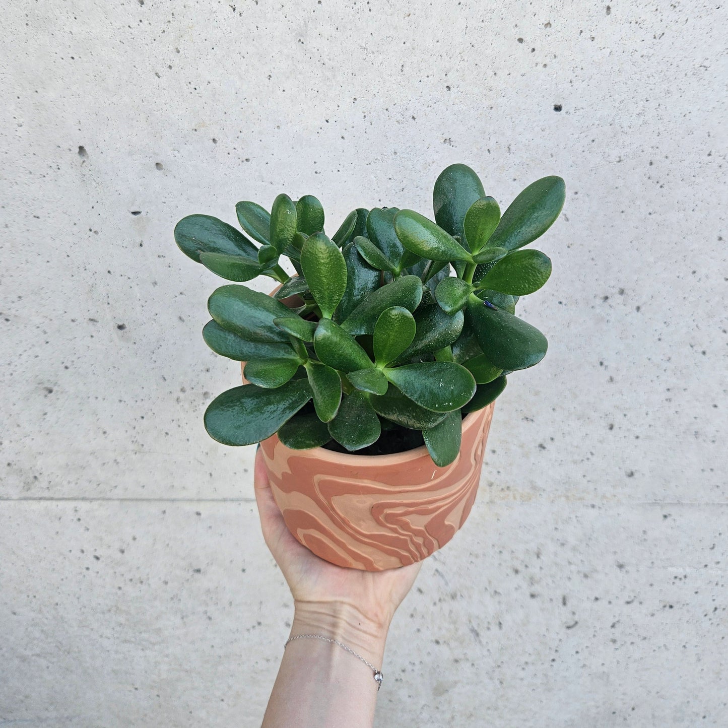 Crassula "Arbre de Jade"