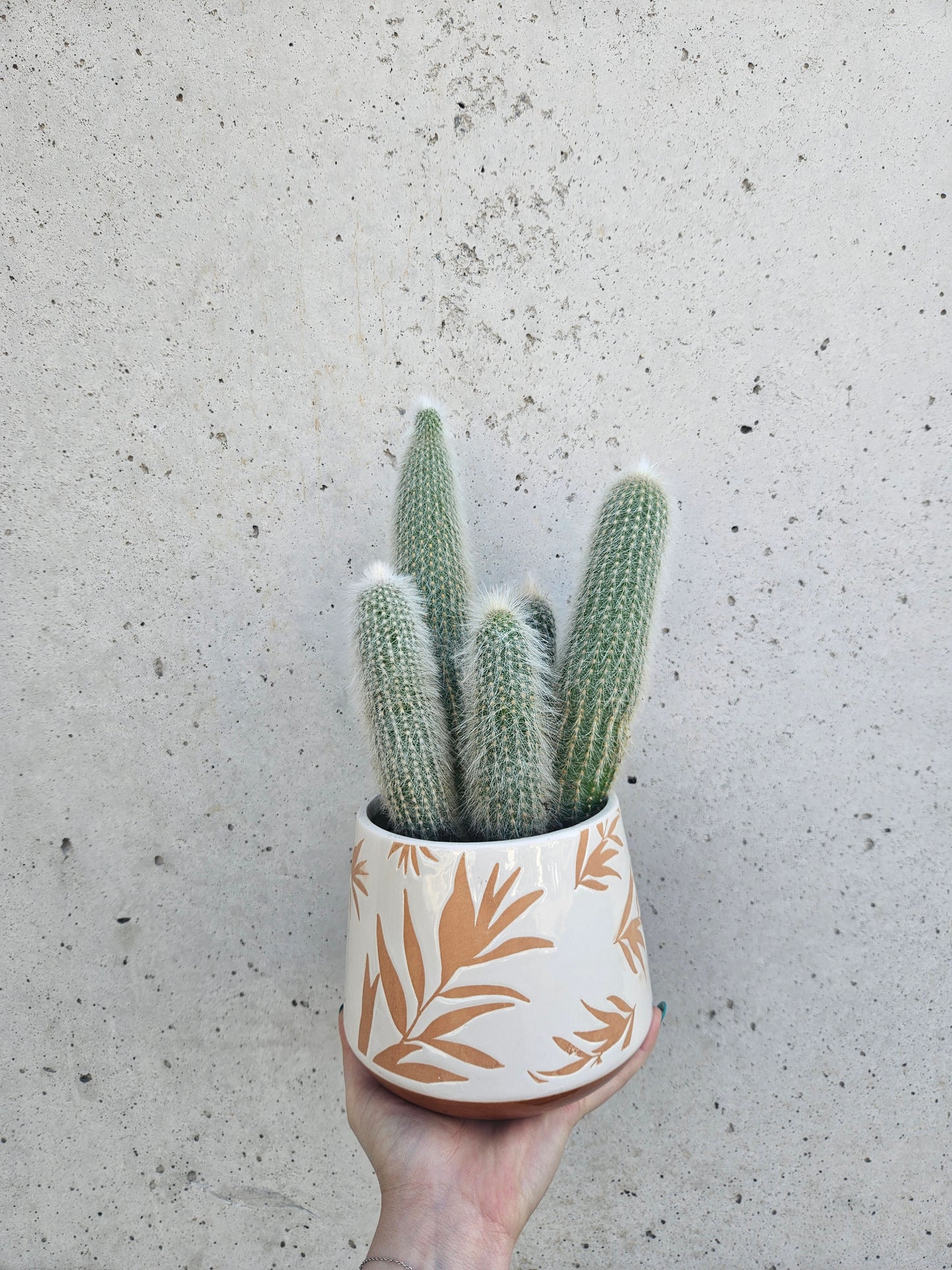 Cactus Cleistocactus