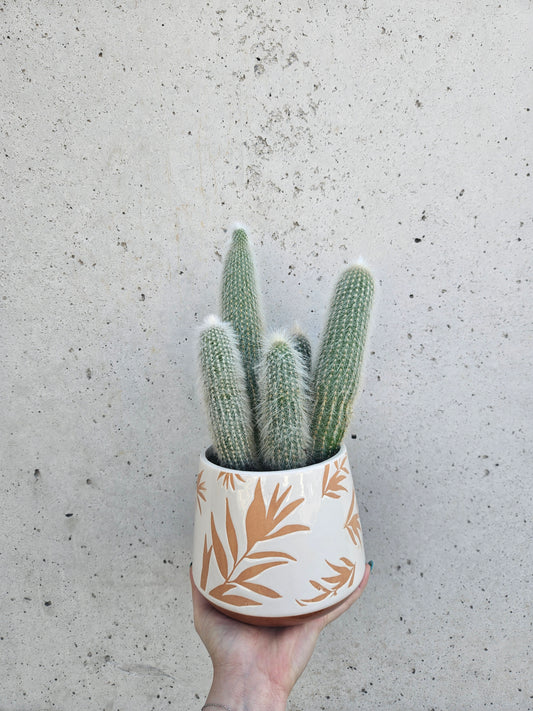 Cactus Cleistocactus