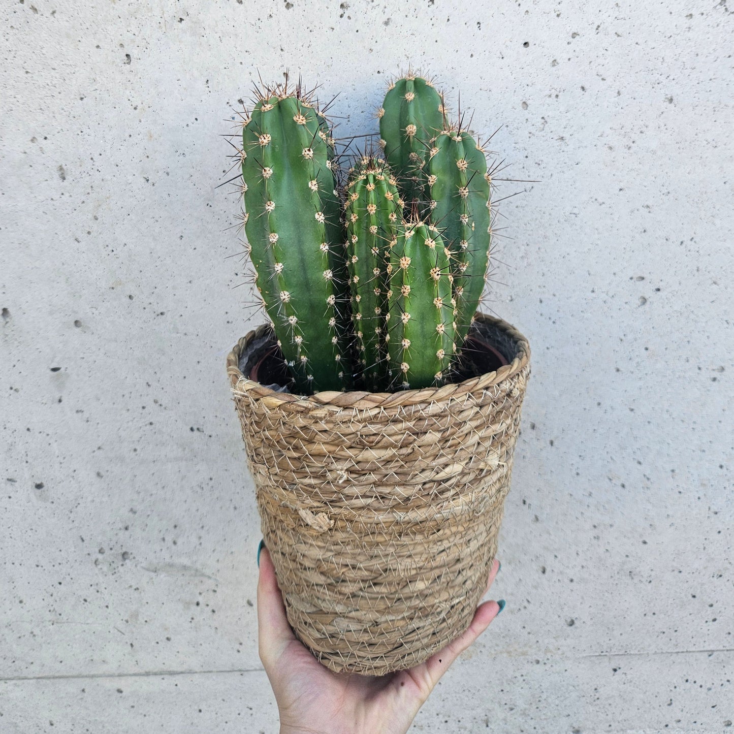 Cactus Néocardénasie Herzogiana