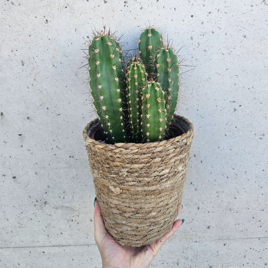 Cactus Néocardénasie Herzogiana