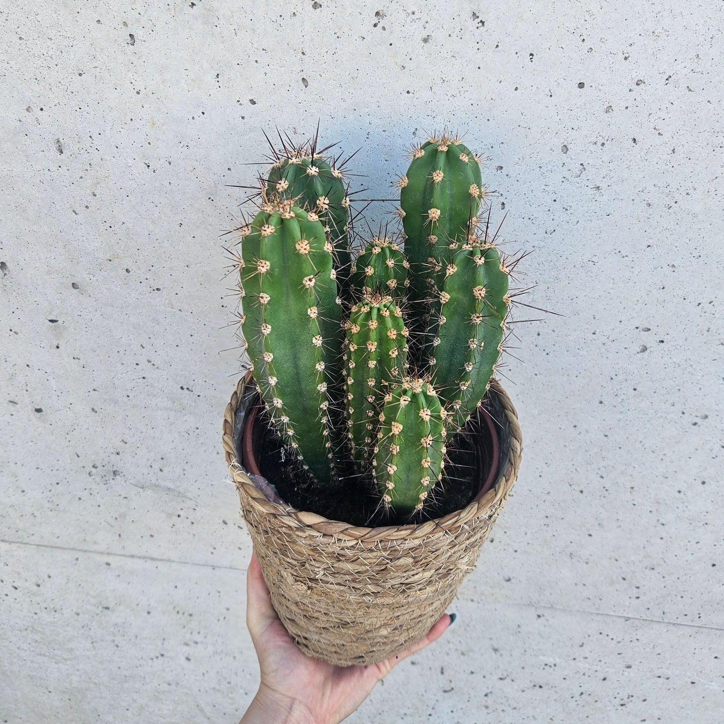 Cactus Néocardénasie Herzogiana