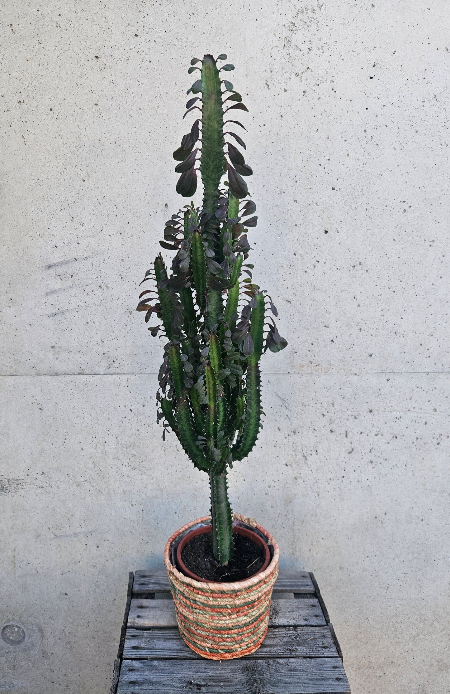 Euphorbe Trigona Rubra
