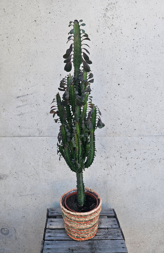 Euphorbe Trigona Rubra