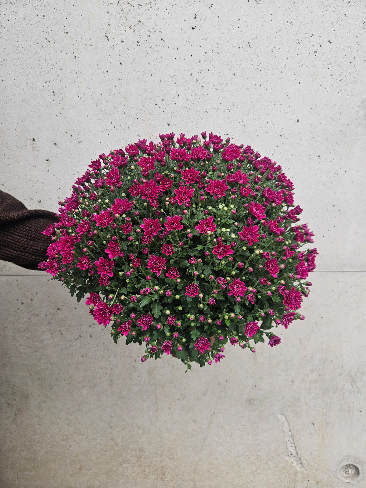 Chrysanthème Pompom Camaïeu Rose