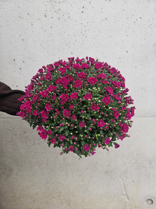 Chrysanthème Pompom Camaïeu Rose