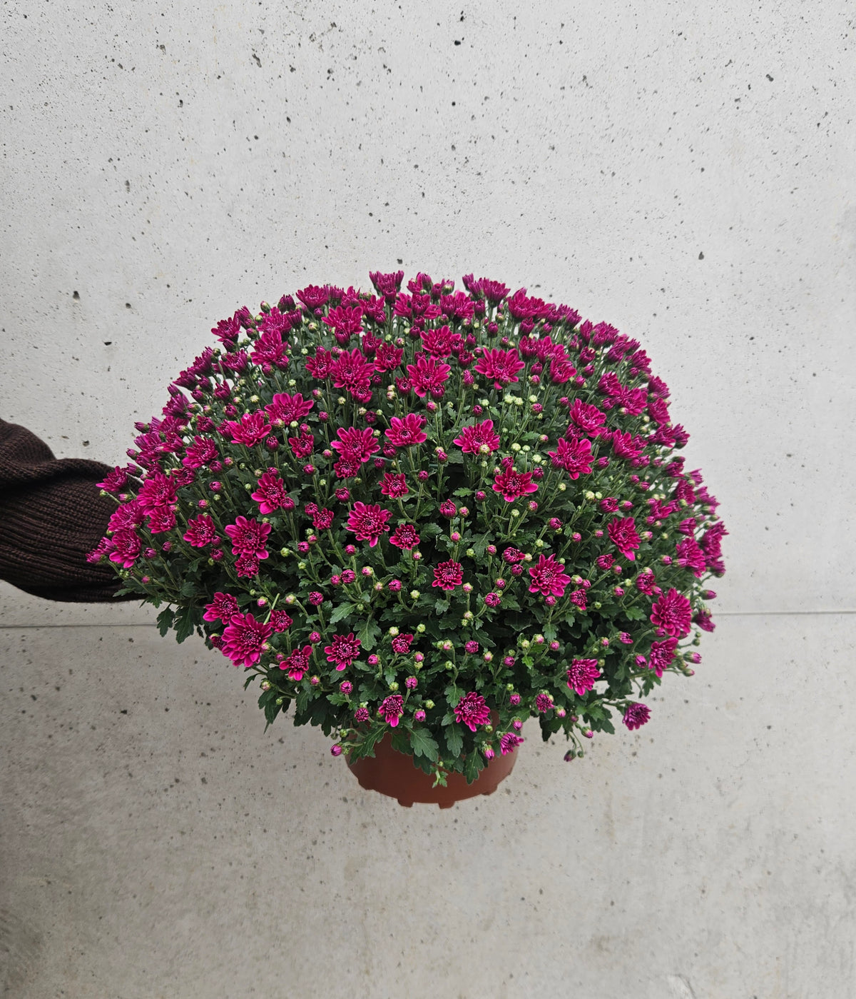 Chrysanthème Pompom Camaïeu Rose