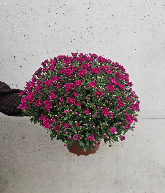 Chrysanthème Pompom Camaïeu Rose
