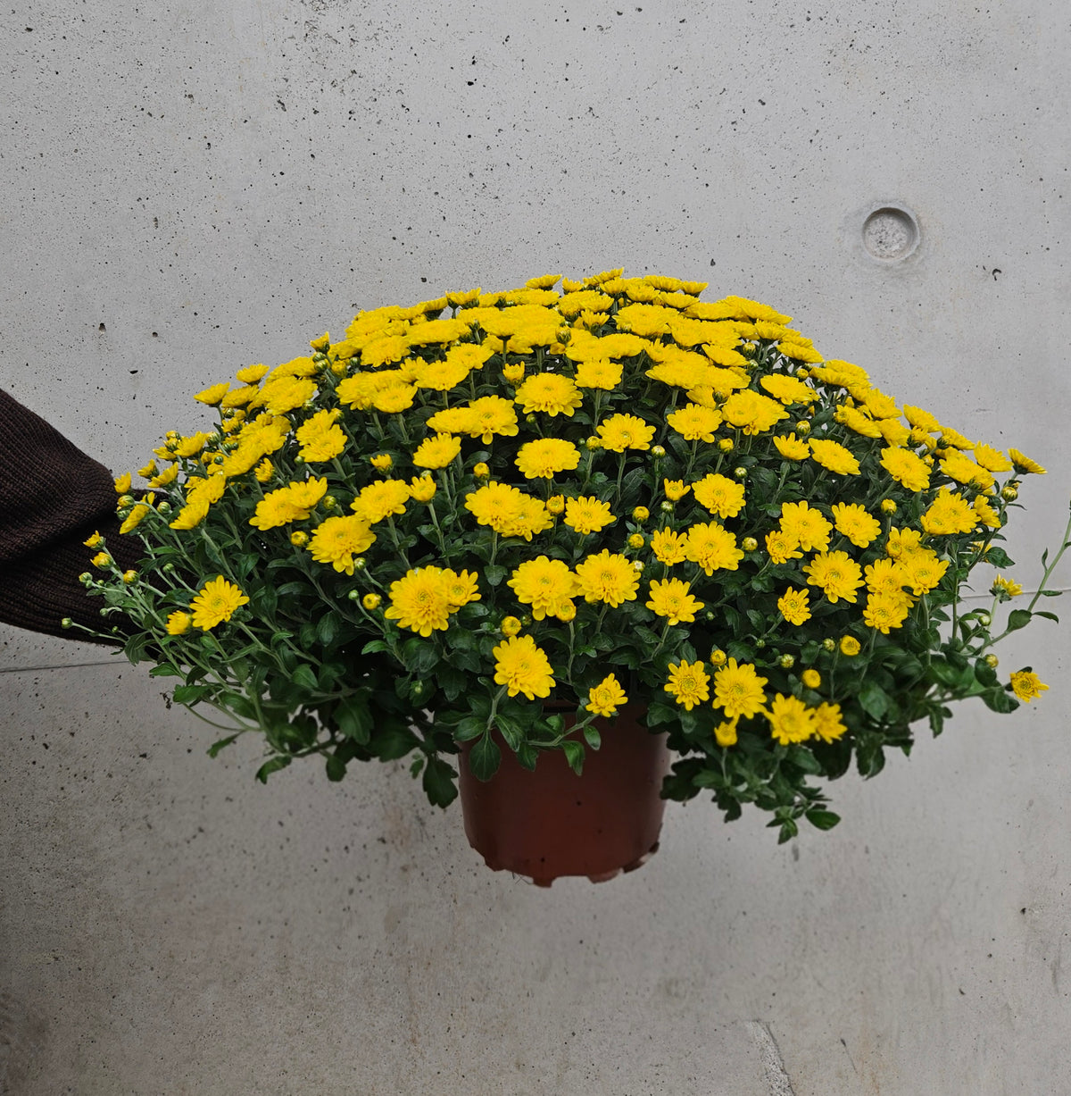 Chrysanthème Pompom Jaune