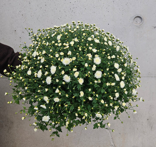 Chrysanthème Pompom Blanc