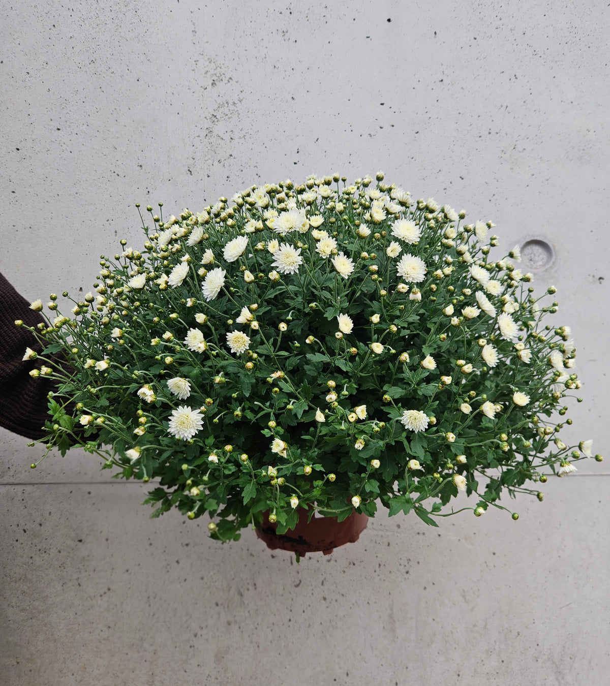 Chrysanthème Pompom Blanc