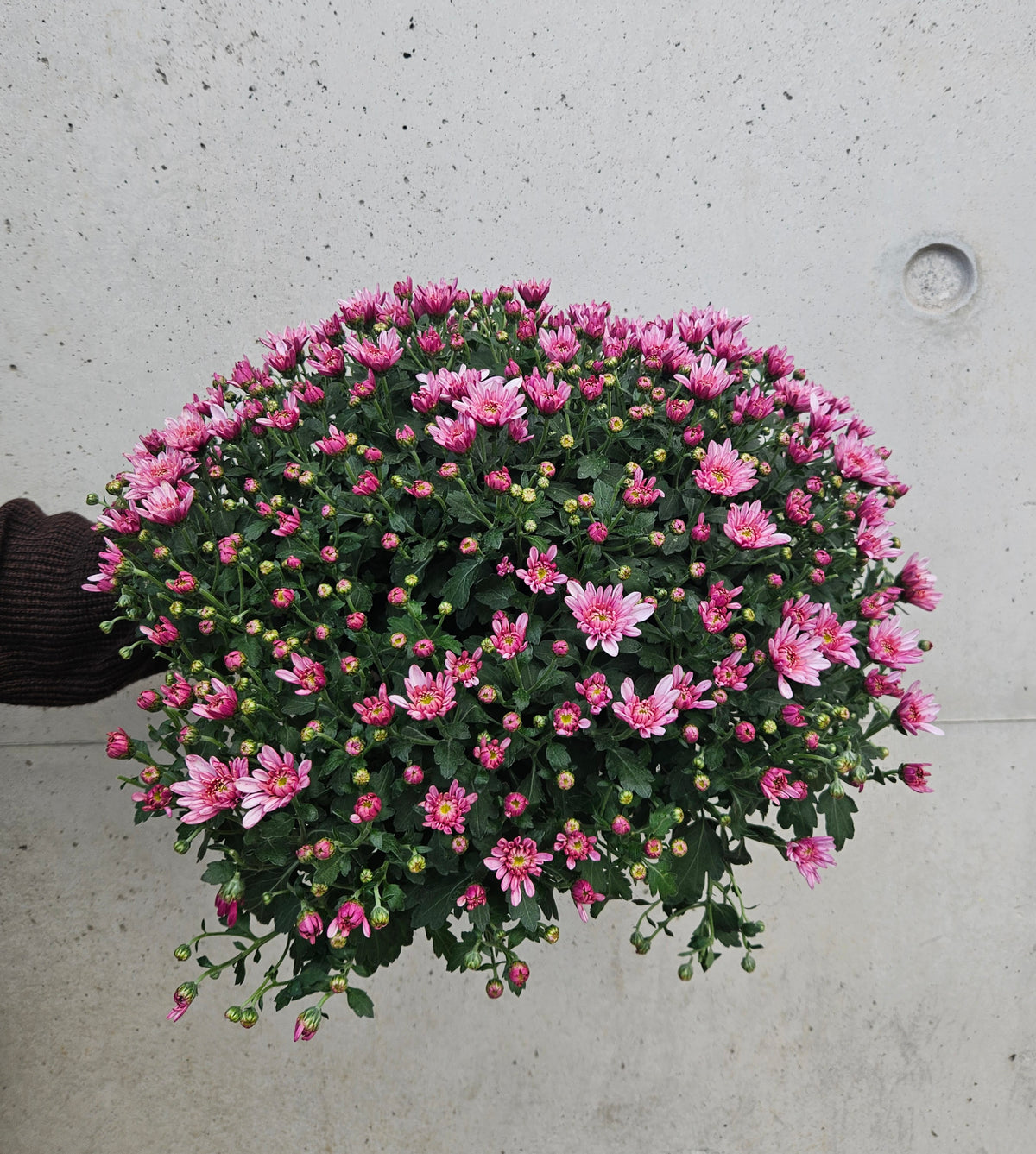 Chrysanthème Pompom Camaïeu Rose