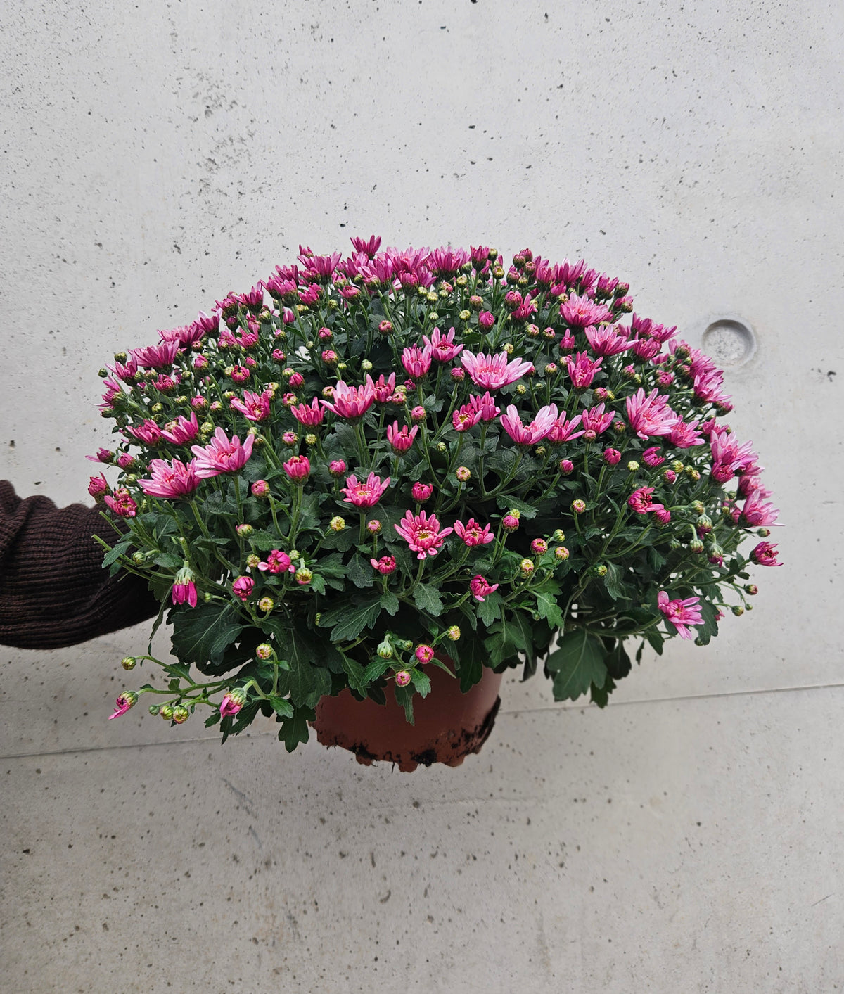 Chrysanthème Pompom Camaïeu Rose