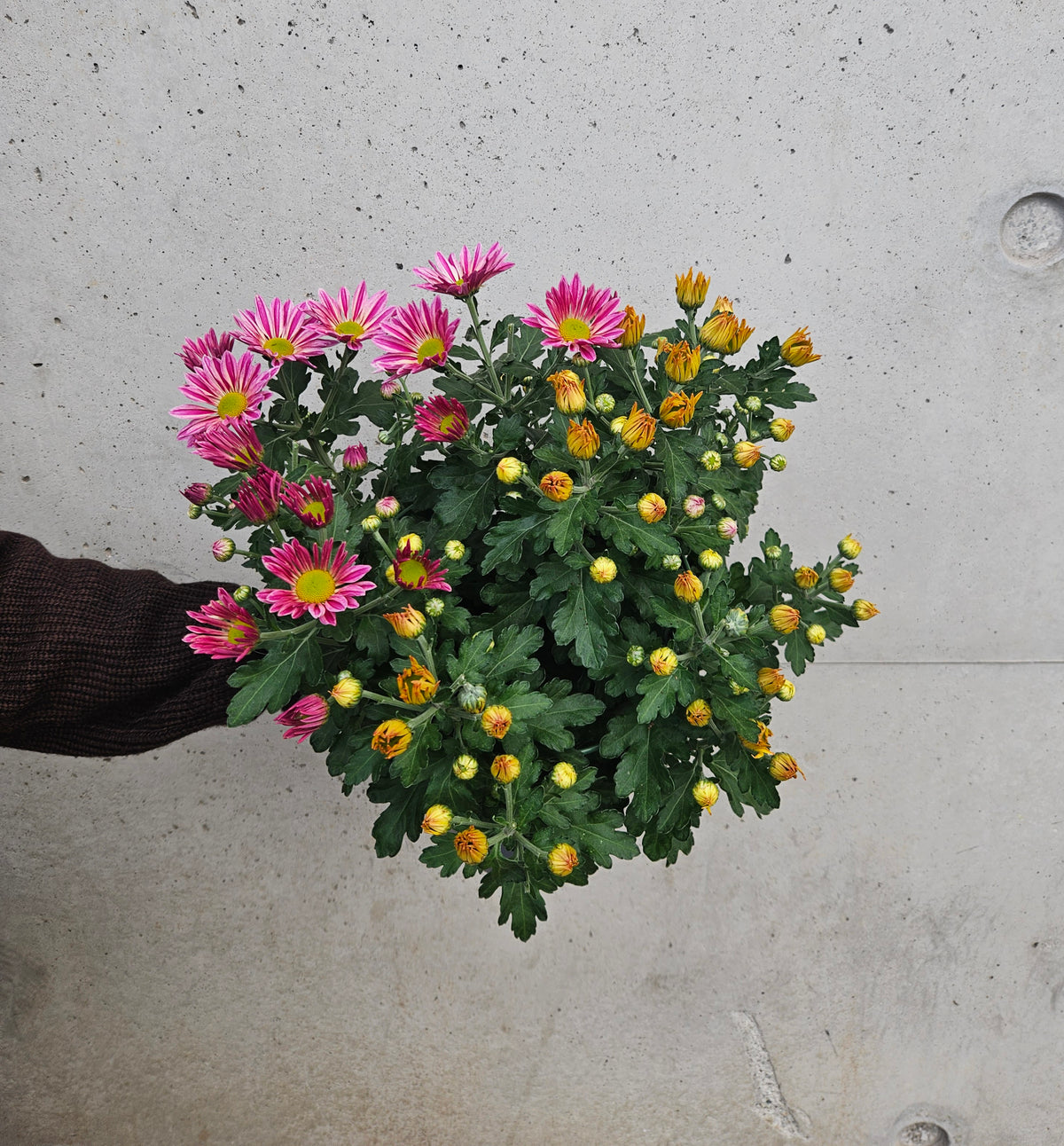 Marguerite D'Automne