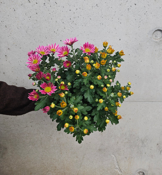 Marguerite D'Automne