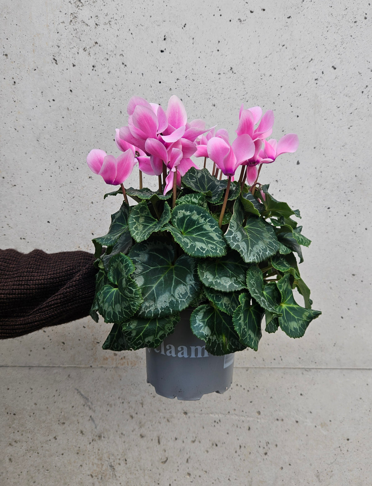 Cyclamen