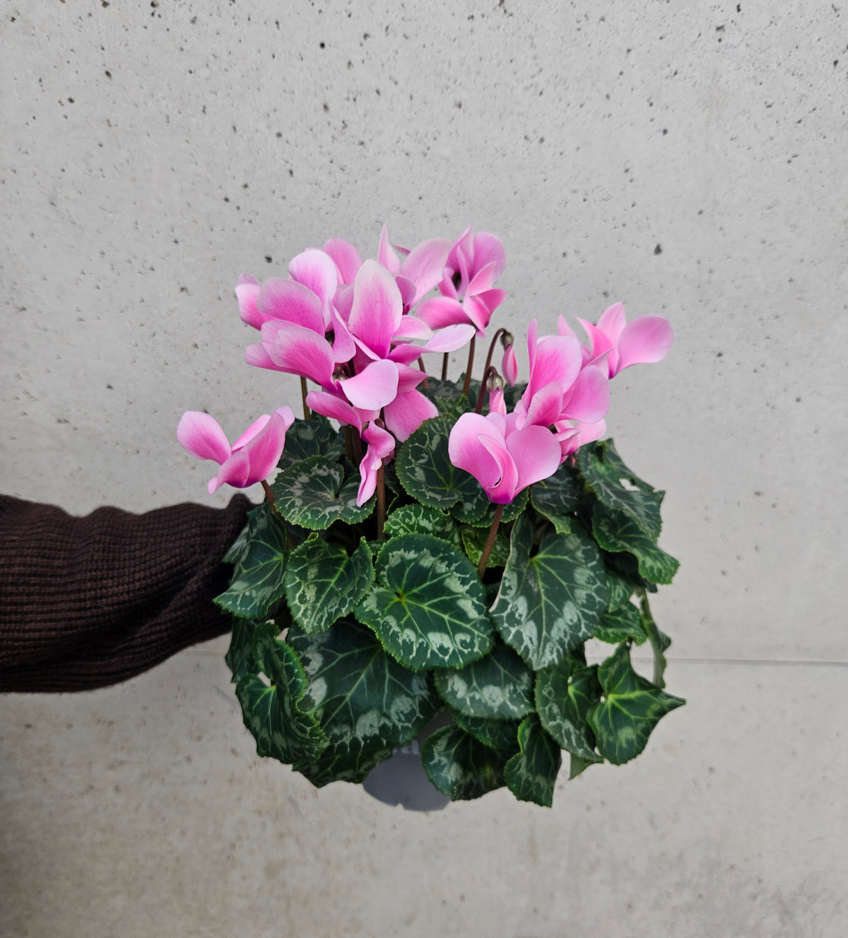 Cyclamen