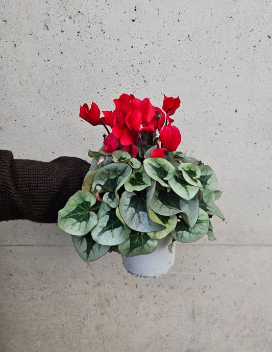 Cyclamen